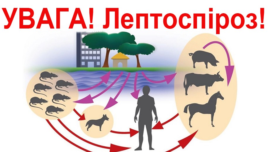 Лептоспіроз: що потрібно знати